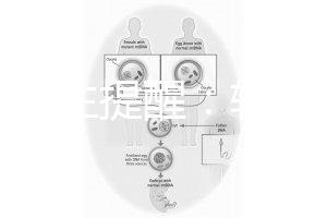 兒科醫(yī)生提醒:輪狀疫苗有不良反應,輕微表現(xiàn)持續(xù)時間短