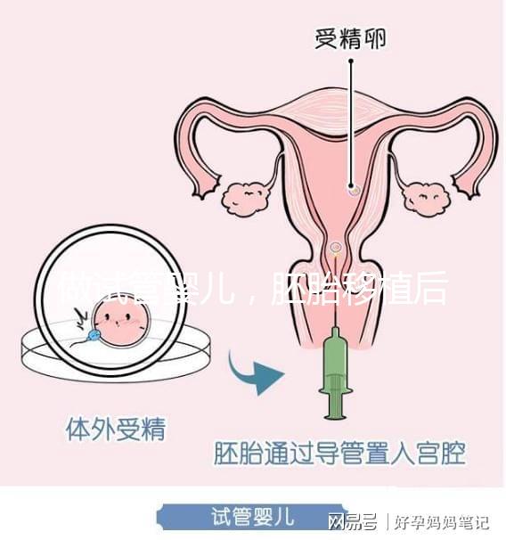 做試管嬰兒，胚胎移植后懷孕周期和預(yù)產(chǎn)期怎么算