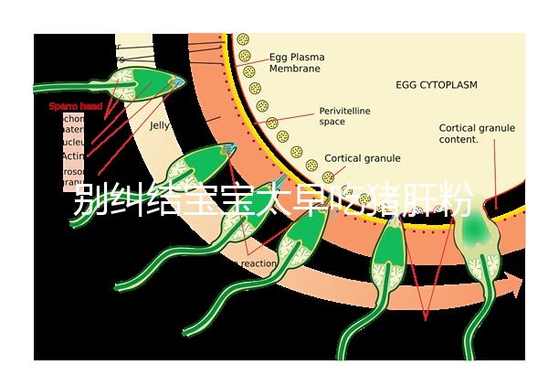 別糾結寶寶太早吃豬肝粉好不好了，先看可不可以吃最重要