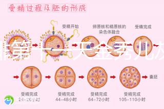 促排第十一天金秀兒灰印、白板均有希望，抽血hcg2懷孕懸