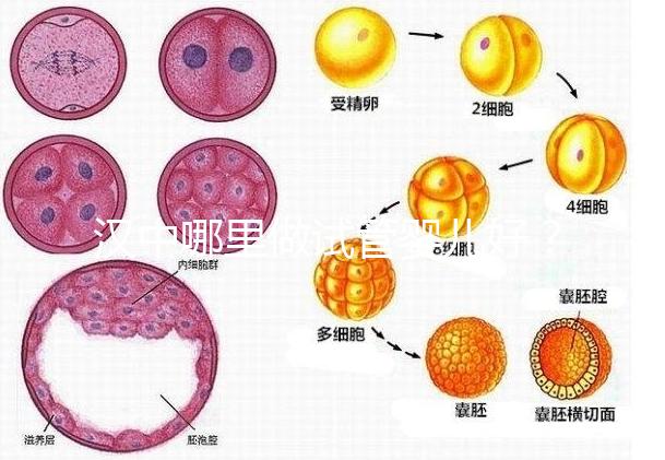 漢中哪里做試管嬰兒好？西京or唐都醫院是首選