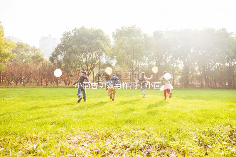 小茴香功效與作用（小茴香泡水喝的功效）