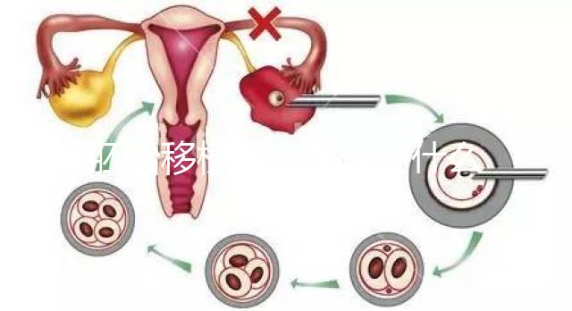 胚胎移植前,醫生為什么強調內膜厚度要達到8-12mm?