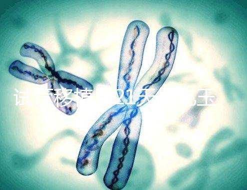 試管移植后21天能吃玉米嗎？孕婦多吃能減少便秘？