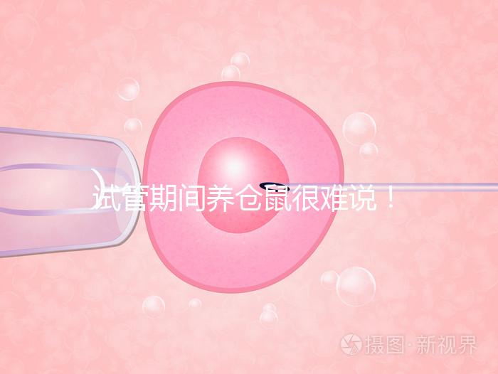 試管期間養倉鼠很難說!先了解對胎兒的影響再決定!