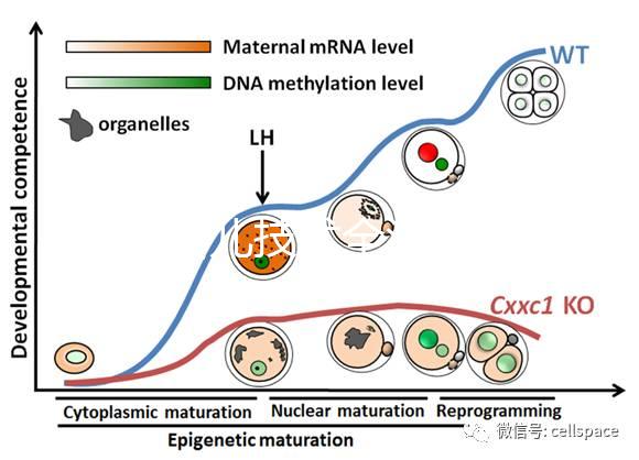 試管嬰兒技術全流程科普：促排、受精、移植等關鍵步驟詳解
