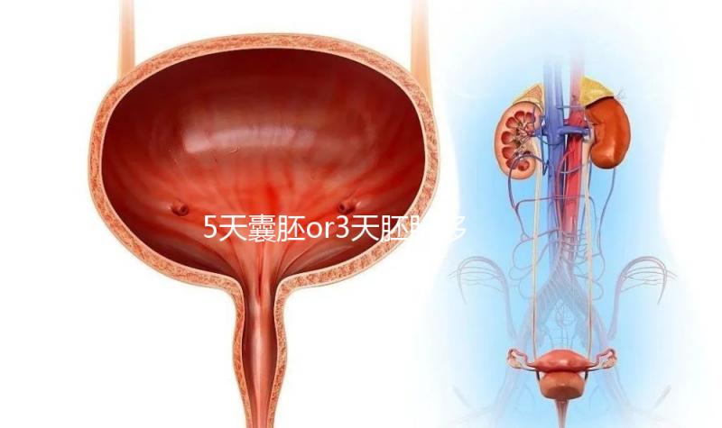 5天囊胚or3天胚胎移植哪個(gè)好看這，一文說(shuō)清二者區(qū)別