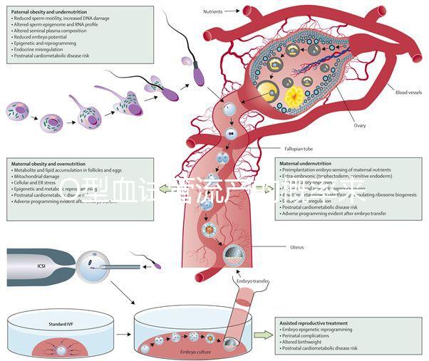 O型血試管流產(chǎn)的概率來了，不知道該怎么辦
